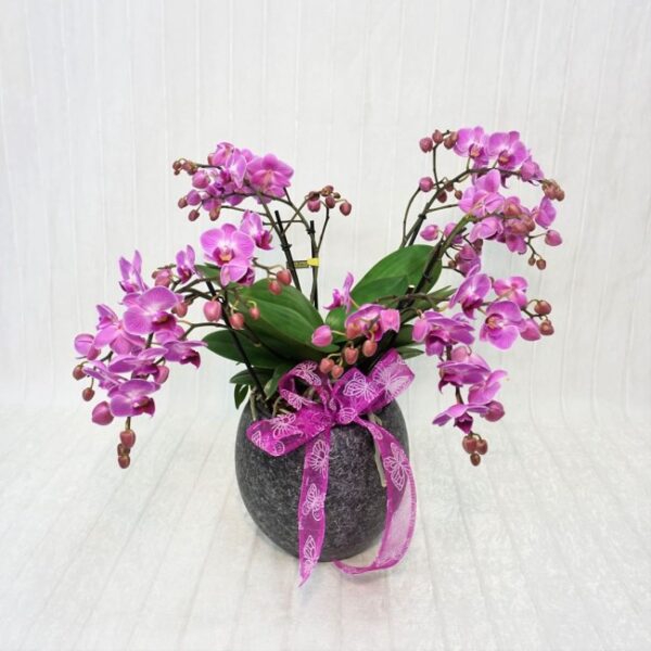 102754331_3876010809136426_1861818423251763183_o Orchidea Bellissimo