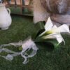 Callas