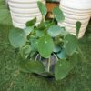 Pilea Peperomioides