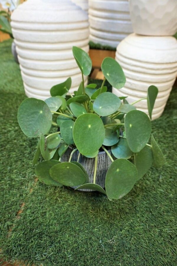 98183204_3794994120571429_401719810297167872_o (1) Pilea Peperomioides