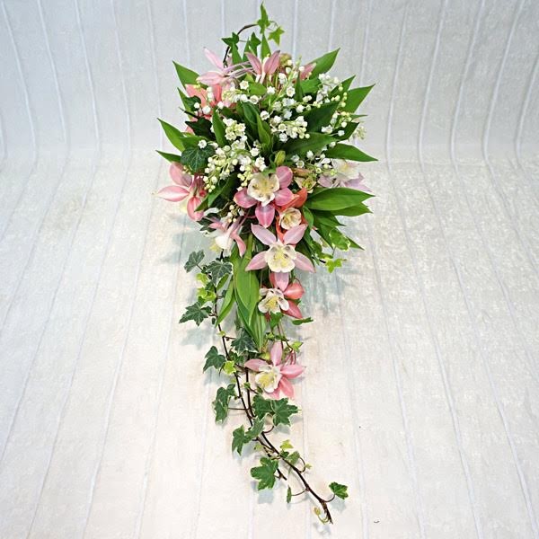 aquilegia Aquilegia