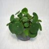 Pilea Peperomioides