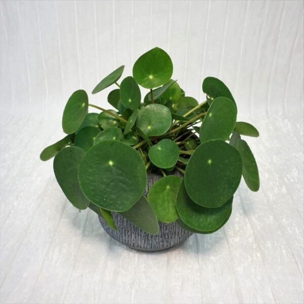 dsc00251_2__1 (1) Pilea Peperomioides