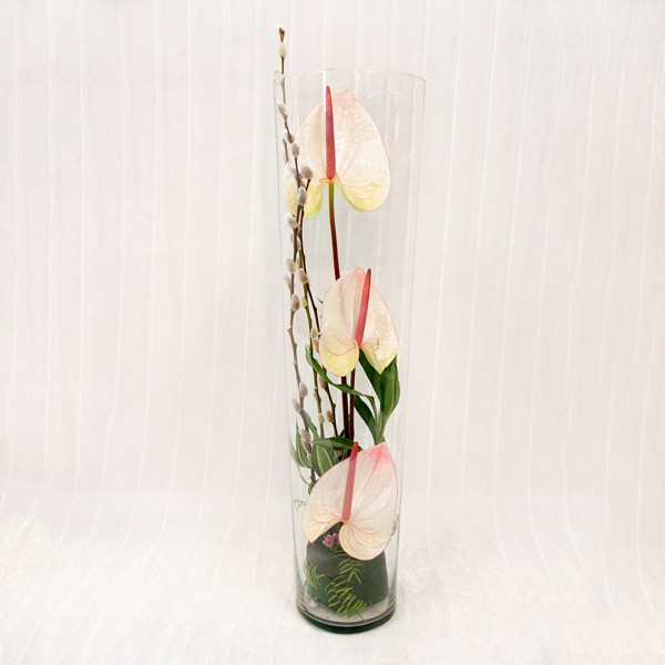 dsc00968 Anthurium