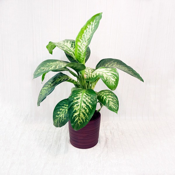 dsc01619 (1) Dieffenbachia