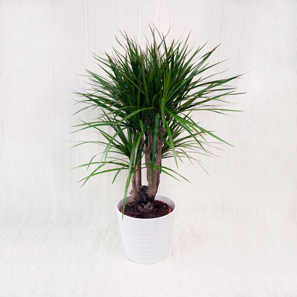 dsc01626 (1) Dracaena Marginata