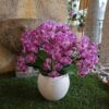 Orchidea Bellissimo