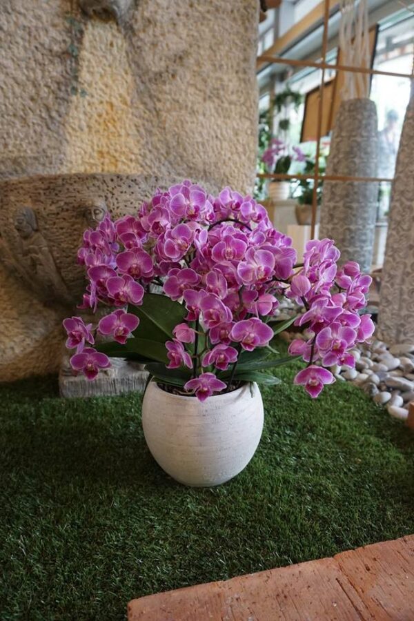 scret Orchidea Bellissimo