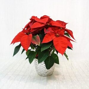 Stella di Natale Decorata in Coprivaso