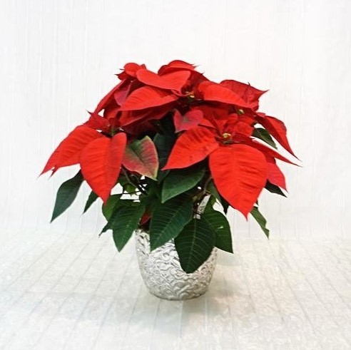 Stella di Natale Decorata in Coprivaso