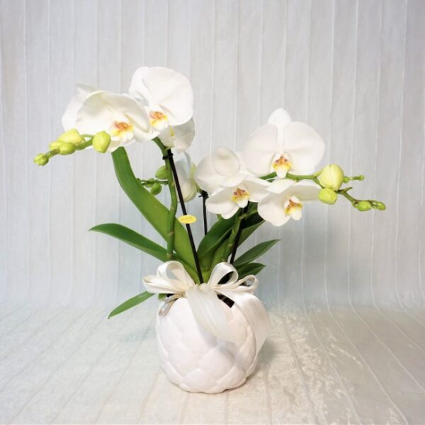 Orchidea Phaleonopsis Bianca extra con vaso in ceramica