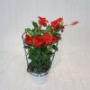 Dipladenia (vari colori disponibili)