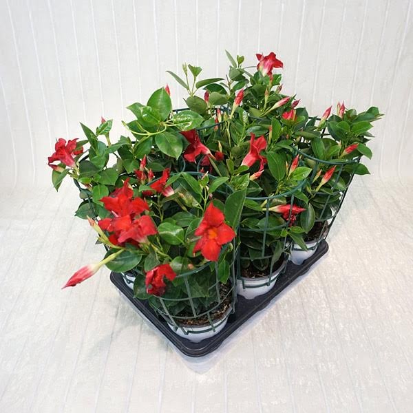 dipladenia Dipladenia (vari colori disponibili)