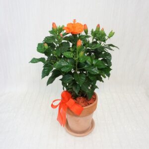 Hibiscus