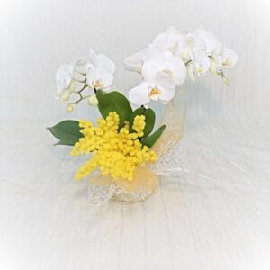 mimosa_1 Orchidee & Mimose