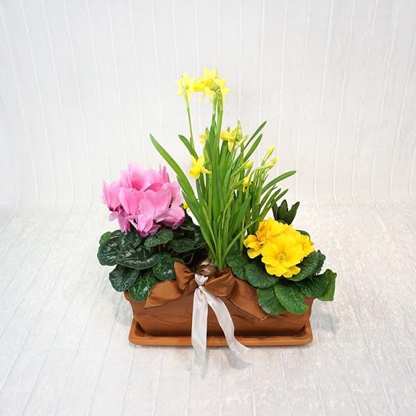 risveglio_primaverile Risveglio Primaverile