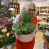 Aromatiche