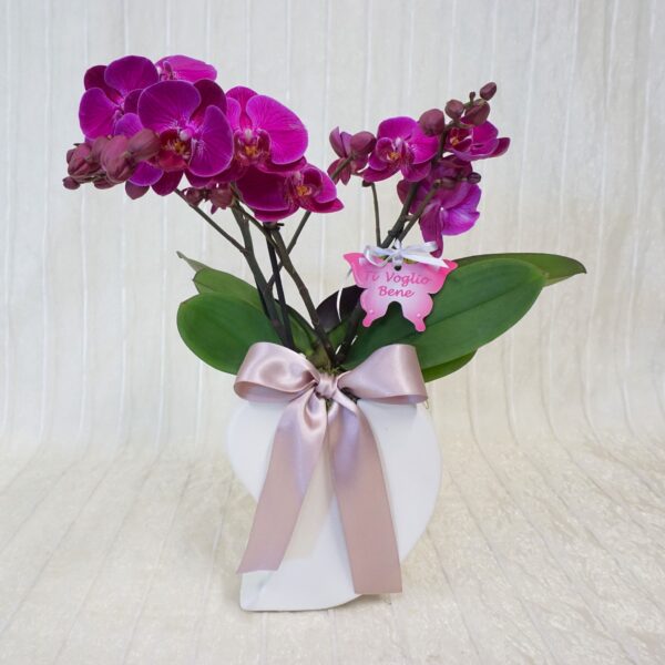 orchitvb Orchidea "Ti Voglio Bene"