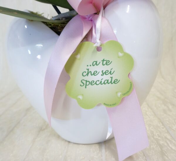 sei spe Orchidea " A te che sei Speciale"