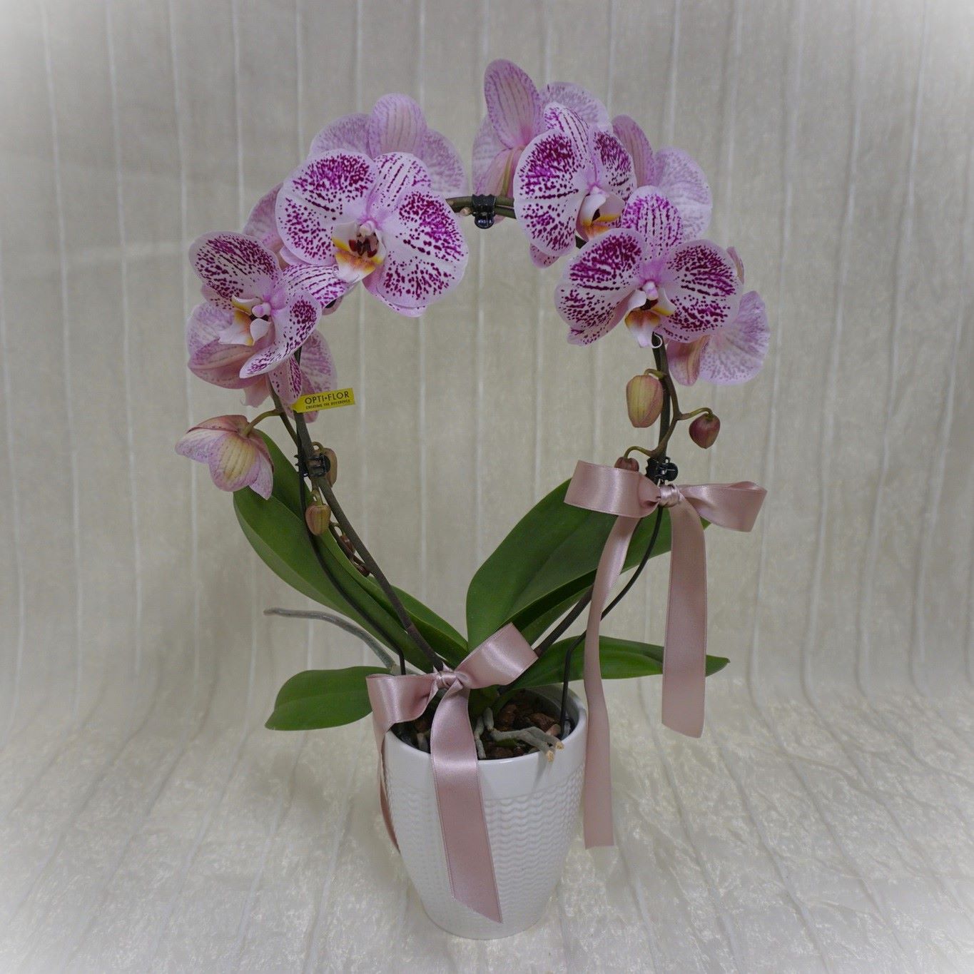 Mirror Miracle Orchid