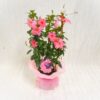 Dipladenia a spalliera