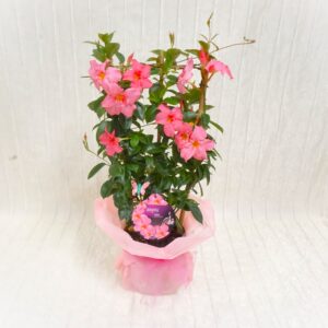 Dipladenia a spalliera
