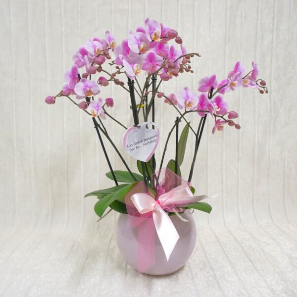 tz5 Orchidea per la Mamma!