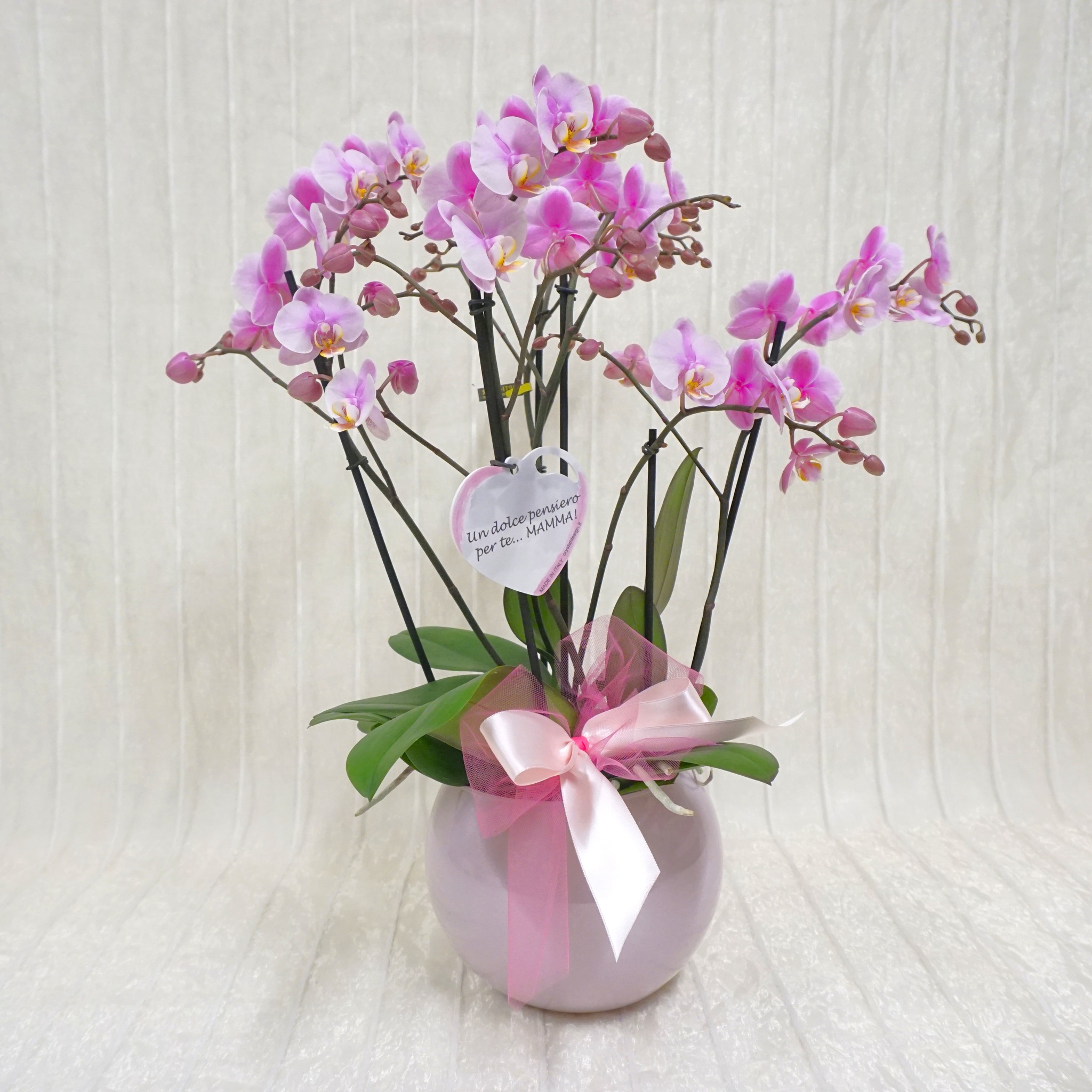 Orchidea per la Mamma!