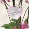 Orchidea per la Mamma!