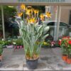 Pianta di Strelitzia