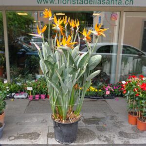 Pianta di Strelitzia