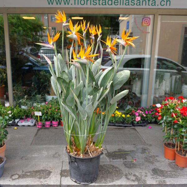 Pianta di Strelitzia