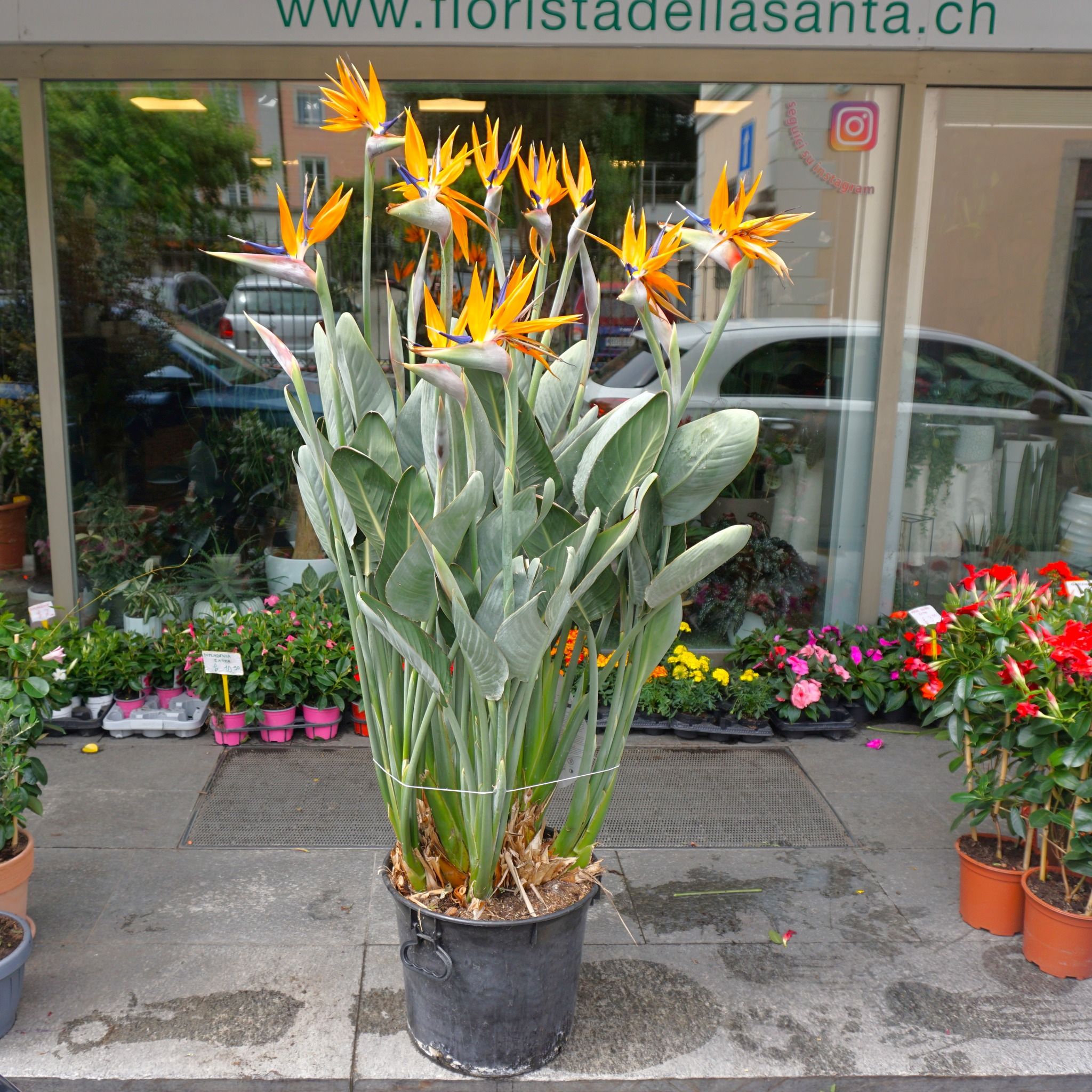 Pianta di Strelitzia