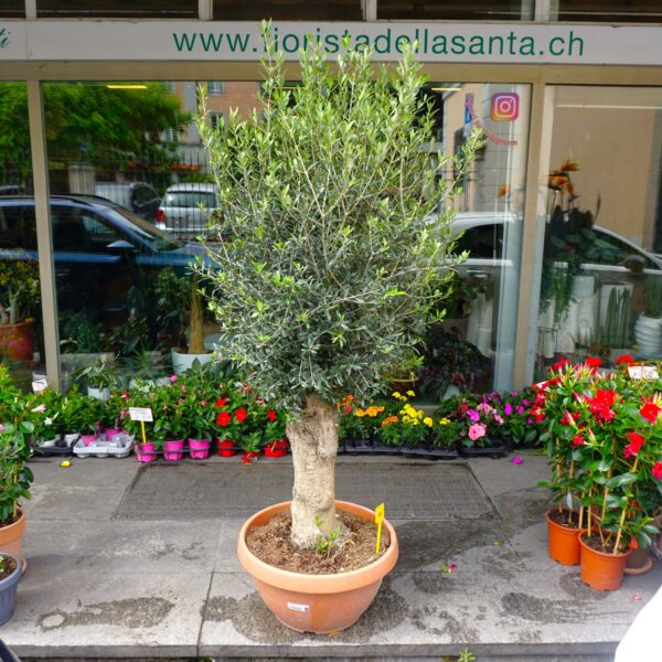 Ulivo Bonsai 200cm