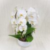Orchidea a Cascata