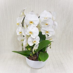 Orchidea a Cascata