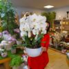 Orchidea a Cascata