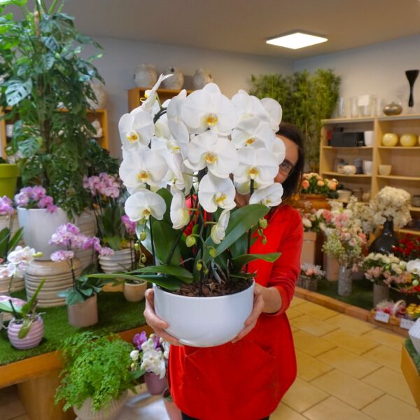 Orchidea a Cascata